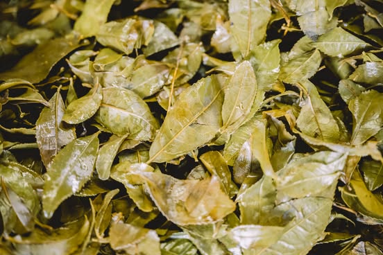 石鎚黒茶の茶葉