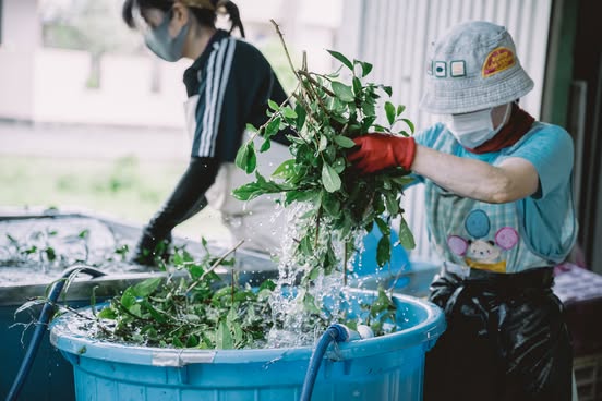 すべて手仕事で行われる石鎚黒茶の製造工程