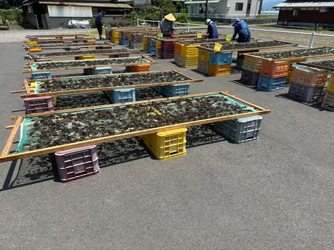 天日干しされている茶葉