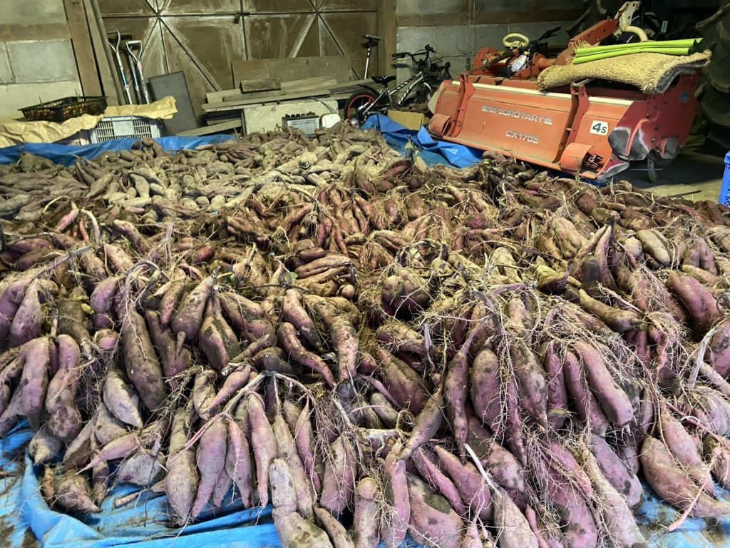 たくさんのさつまいもを生産