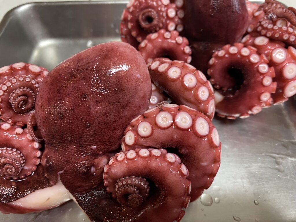とれたてのタコ