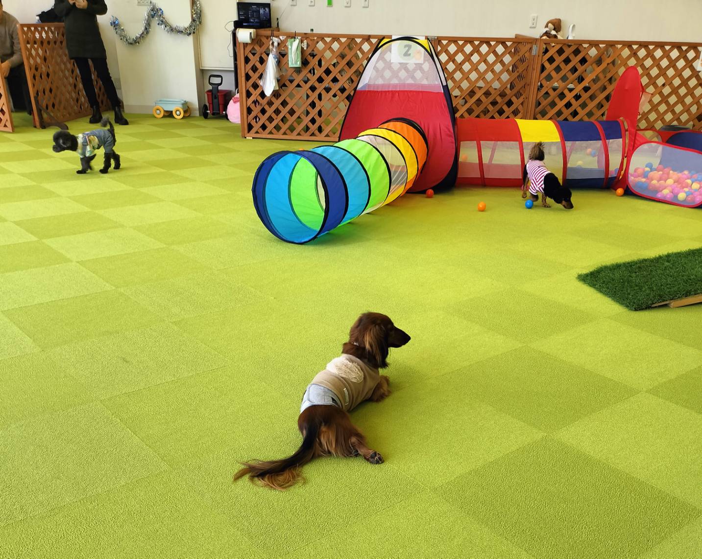 室内ドッグラン